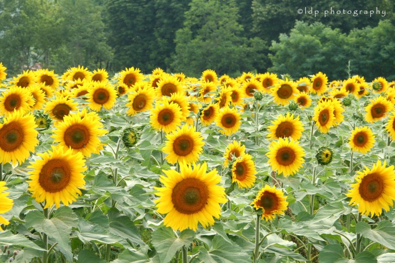 sunflowerfieldWM